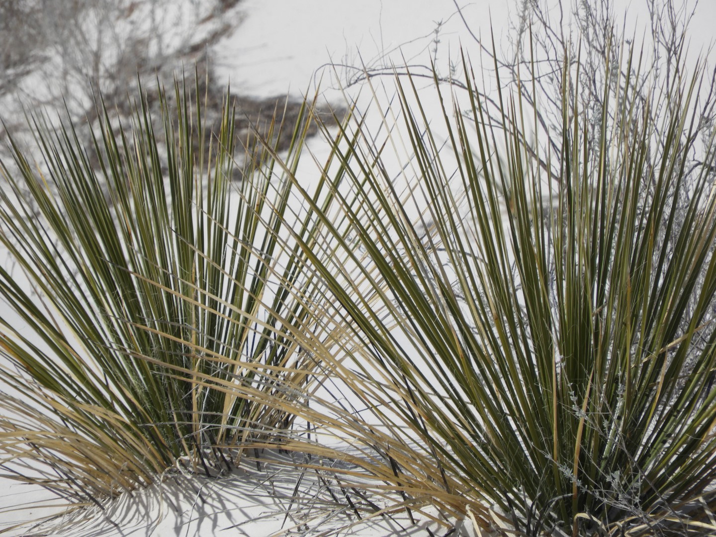 Inside the Around the Visitors Center of Outside of the Road to/from the White Sands National Park 18 of 21 (#0399)