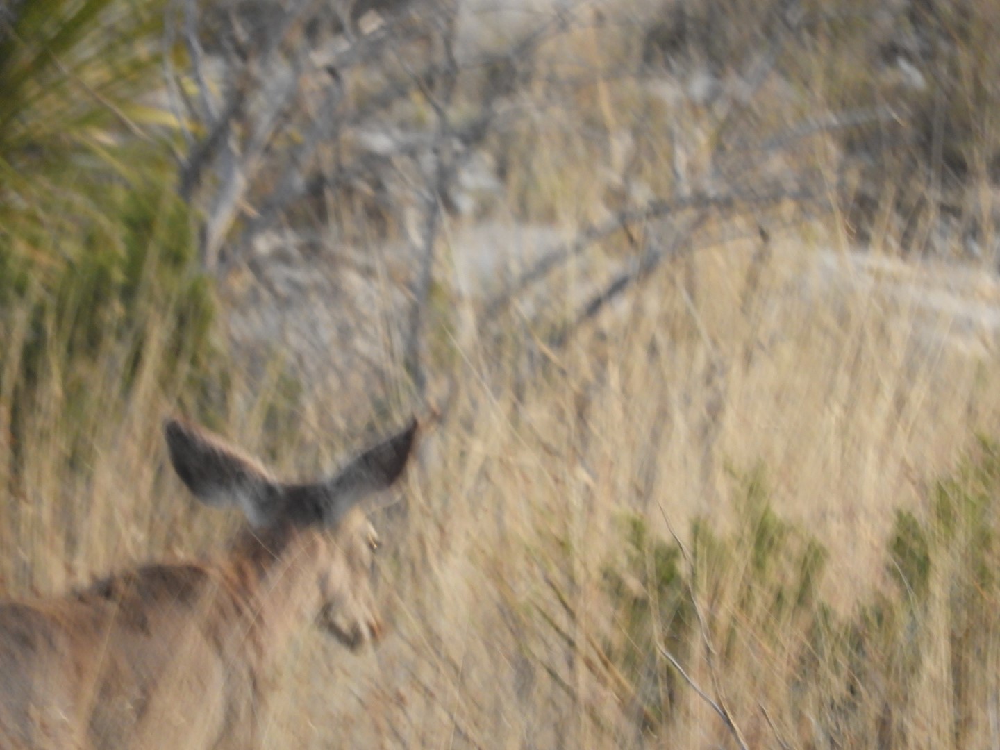 Deer at Carlsbad Caverns National Park  1 of  7 (#0468)