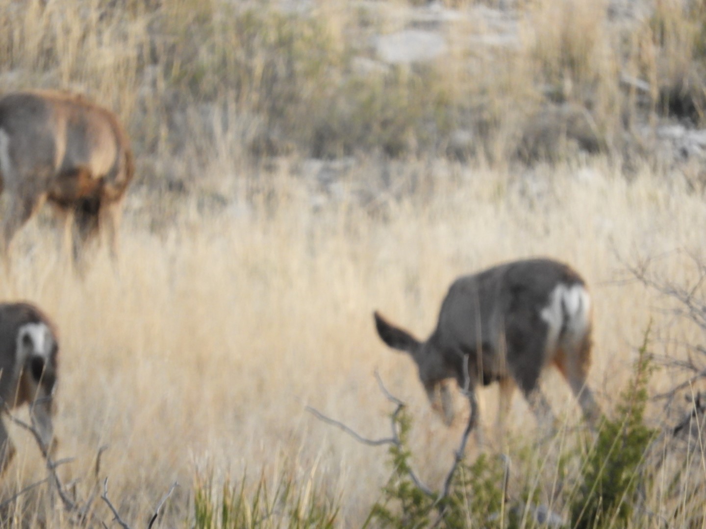 Deer at Carlsbad Caverns National Park  2 of  7 (#0469)
