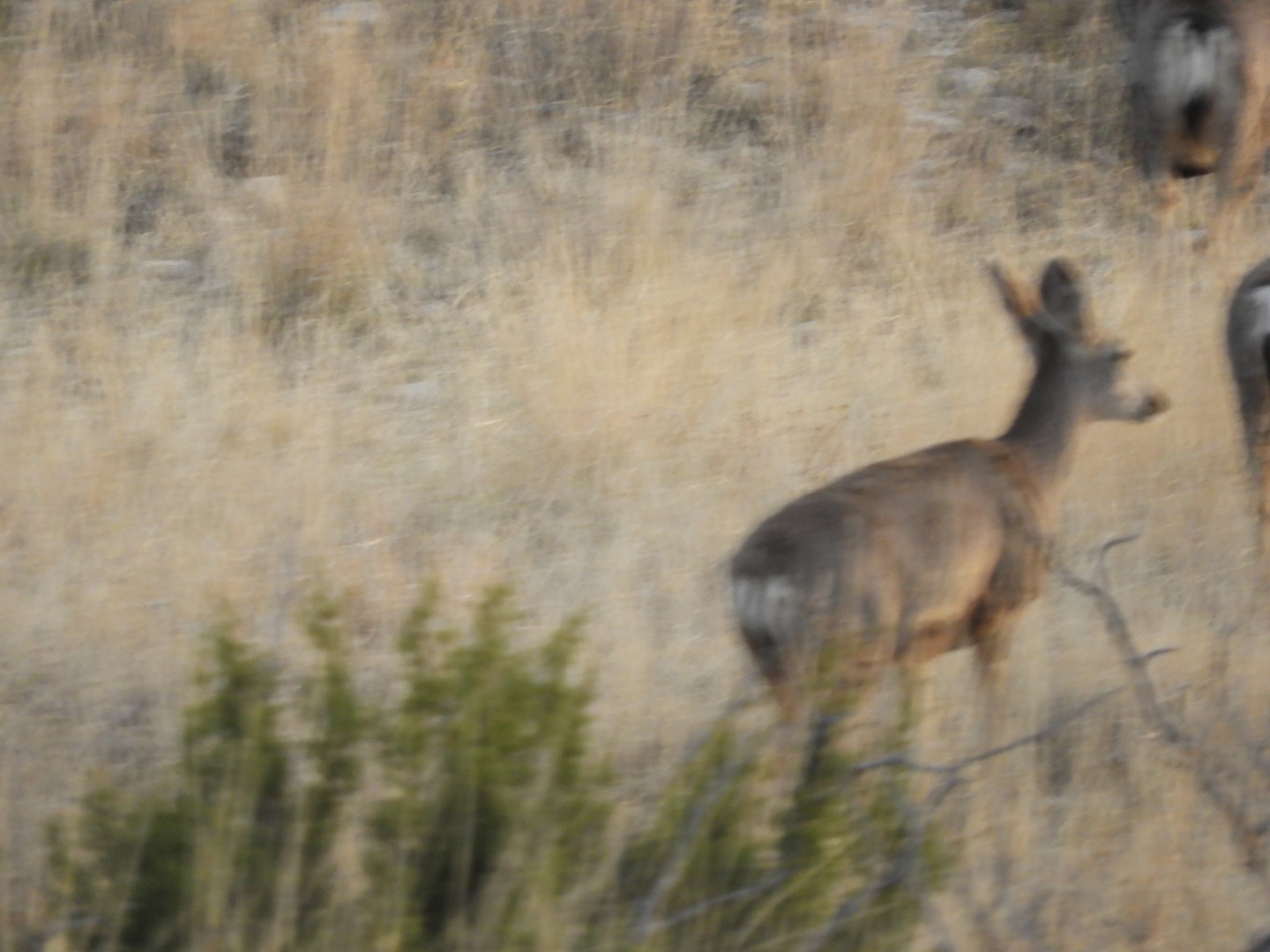 Deer at Carlsbad Caverns National Park  3 of  7 (#0470)