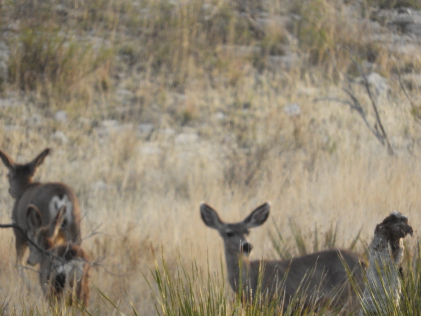 Deer at Carlsbad Caverns National Park  4 of  7 (#0471)