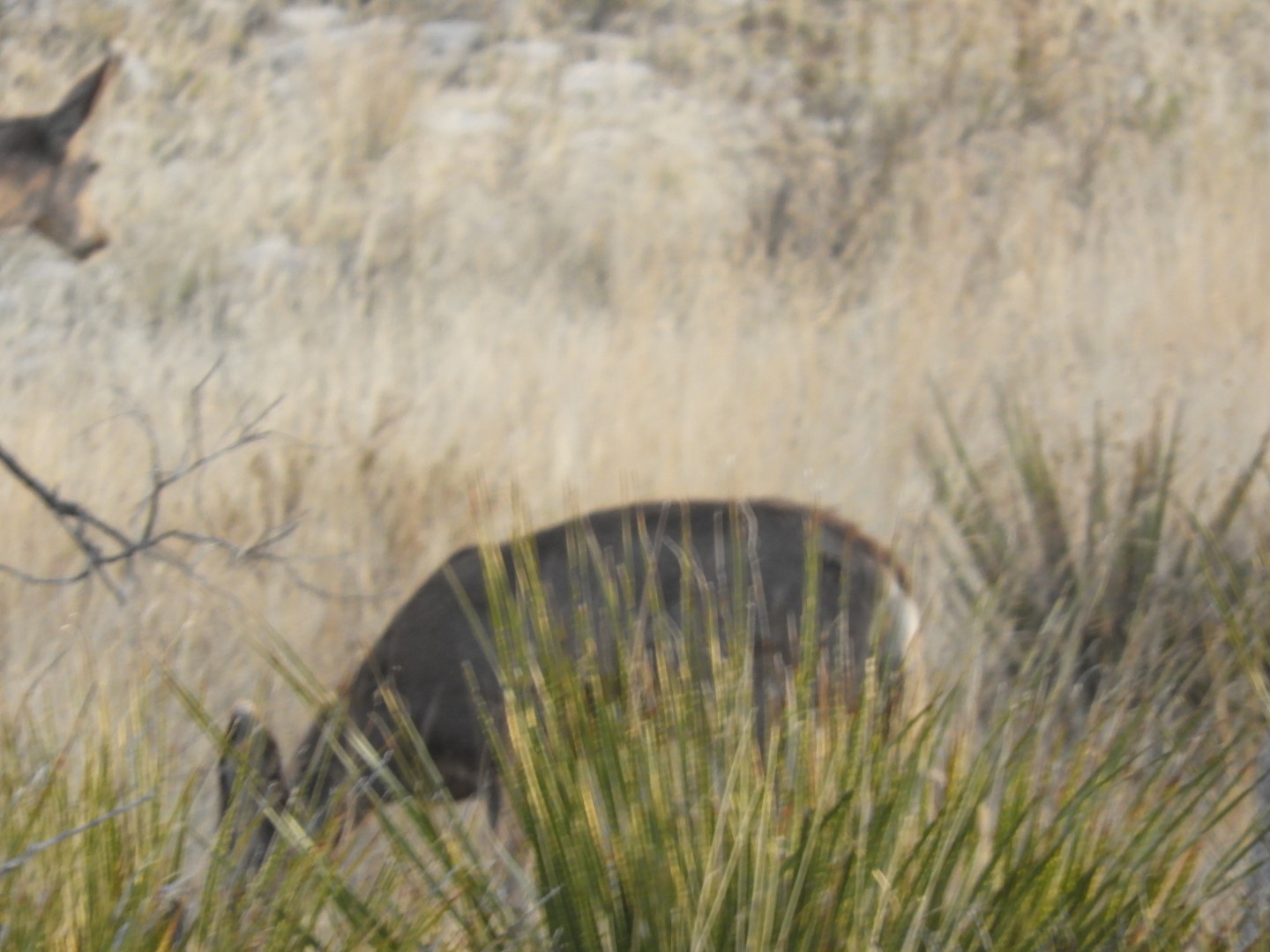 Deer at Carlsbad Caverns National Park  5 of  7 (#0472)