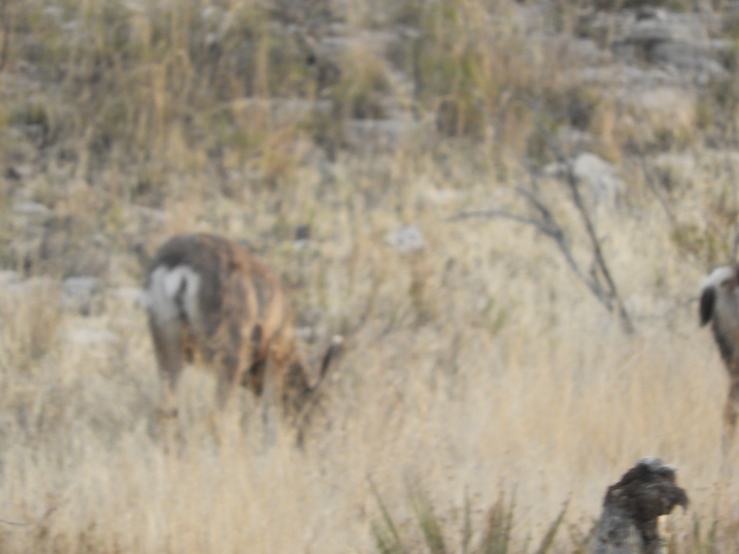 Deer at Carlsbad Caverns National Park  6 of  7 (#0473)