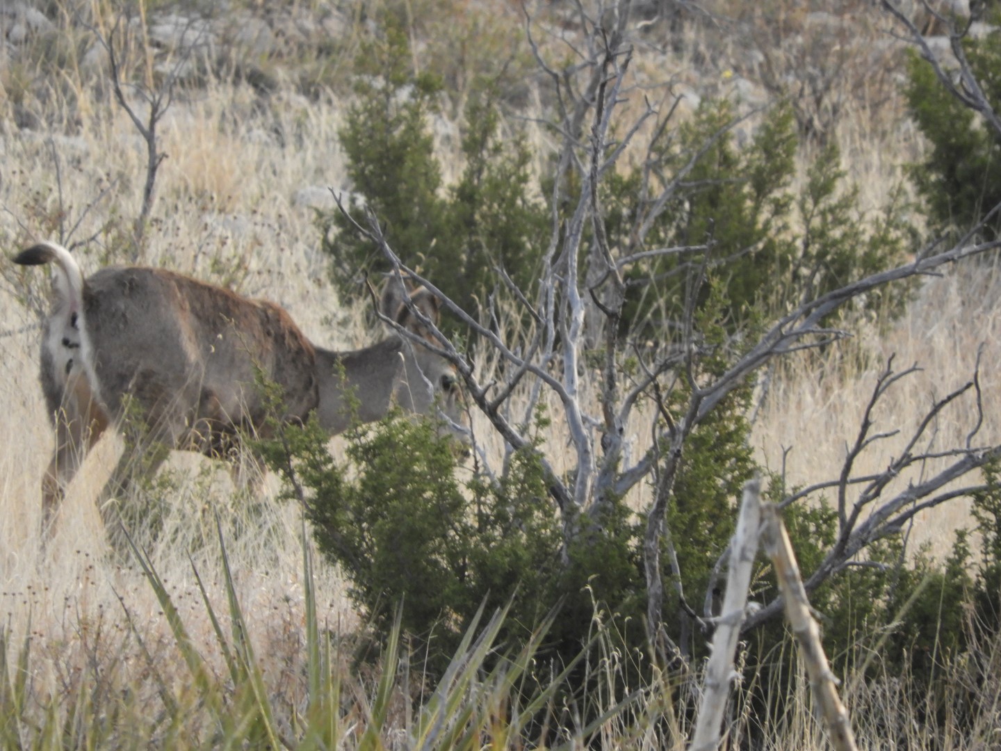 Deer at Carlsbad Caverns National Park  7 of  7 (#0474)