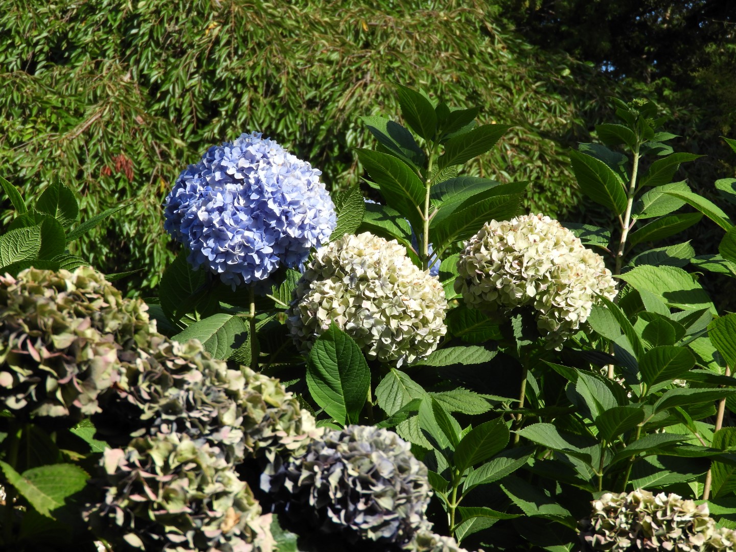 Views from Betty Outlook Park in Seattle WA  6 of 10 (#1071)