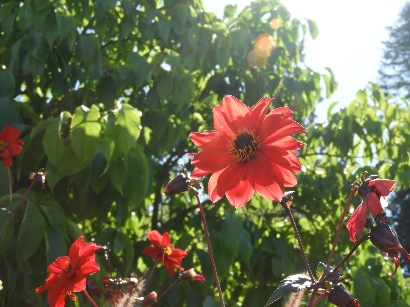 Univ. of British Columbia Botanical Garden and adjacent scenery in Vancouver in British Columbia, Canada  1 of 59 (#1097)