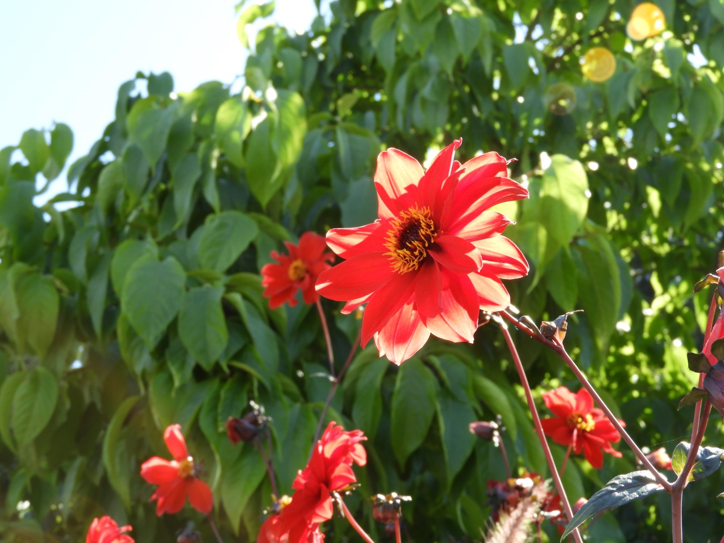 Univ. of British Columbia Botanical Garden and adjacent scenery in Vancouver in British Columbia, Canada  2 of 59 (#1098)