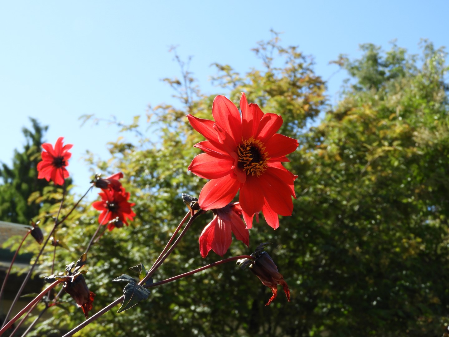 Univ. of British Columbia Botanical Garden and adjacent scenery in Vancouver in British Columbia, Canada  3 of 59 (#1099)