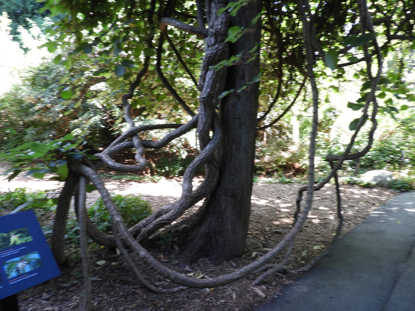 Univ. of British Columbia Botanical Garden and adjacent scenery in Vancouver in British Columbia, Canada  4 of 59 (#1100)