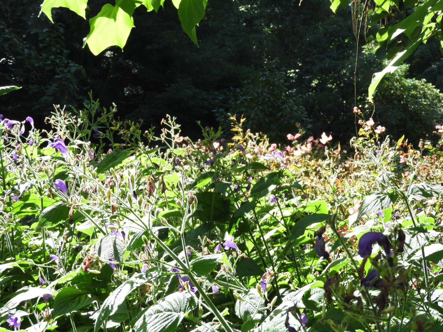 Univ. of British Columbia Botanical Garden and adjacent scenery in Vancouver in British Columbia, Canada  7 of 59 (#1103)