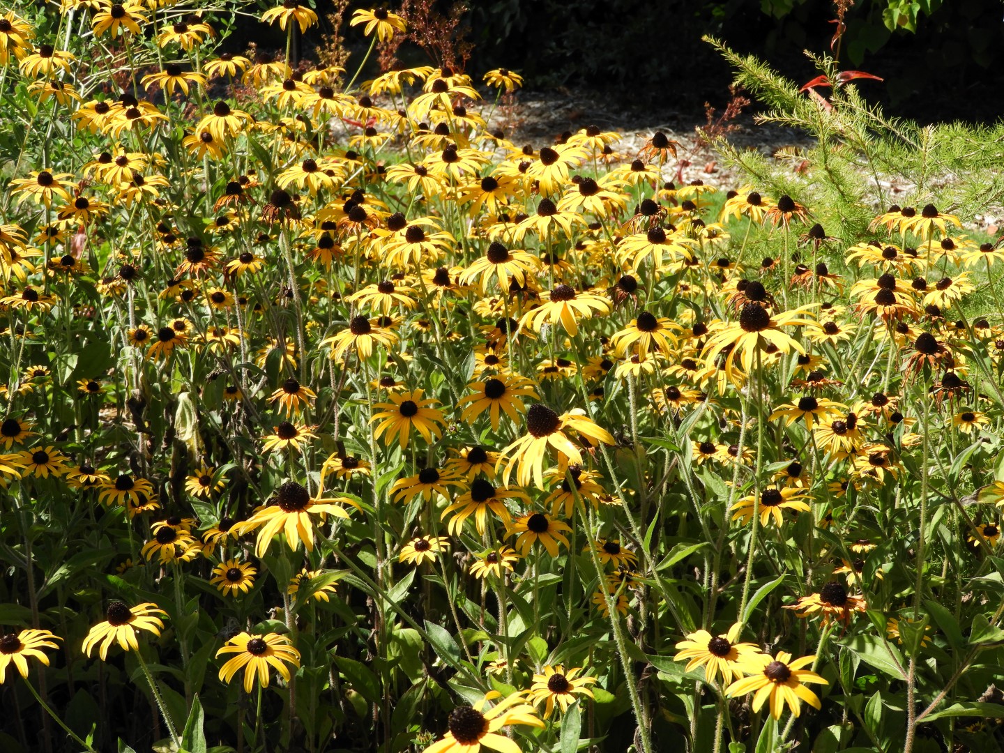 Univ. of British Columbia Botanical Garden and adjacent scenery in Vancouver in British Columbia, Canada 10 of 59 (#1106)