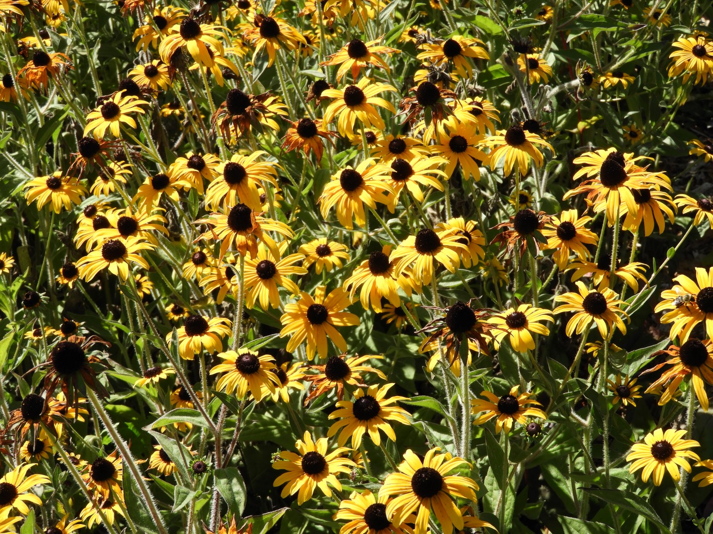 Univ. of British Columbia Botanical Garden and adjacent scenery in Vancouver in British Columbia, Canada 12 of 59 (#1108)