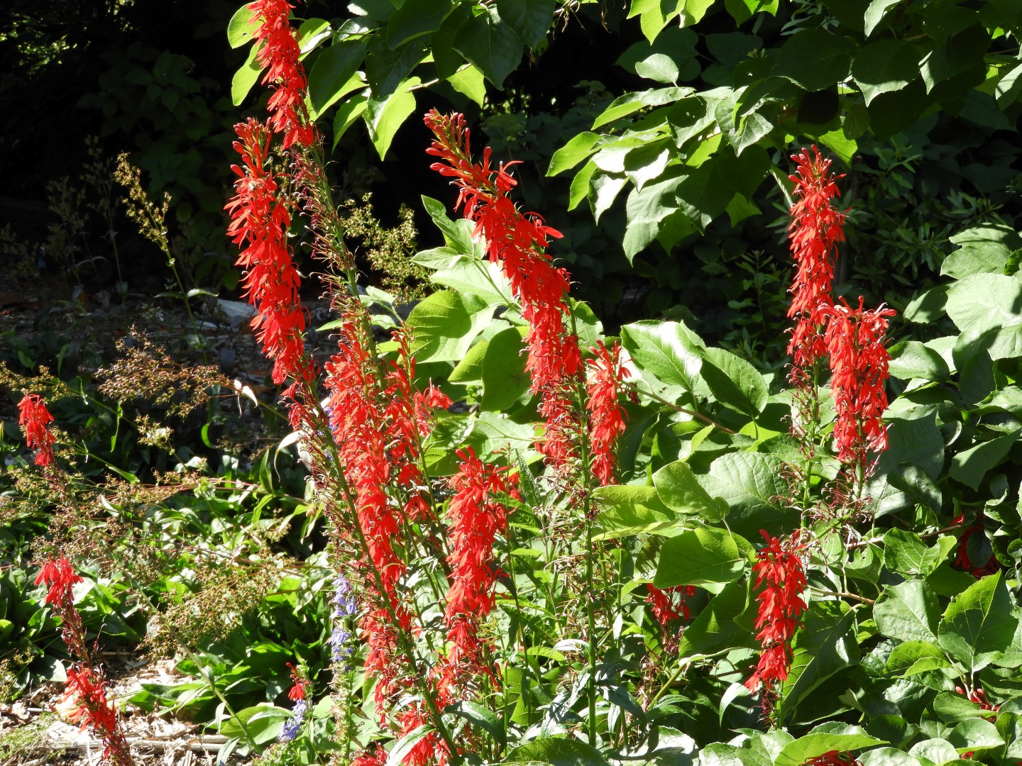 Univ. of British Columbia Botanical Garden and adjacent scenery in Vancouver in British Columbia, Canada 13 of 59 (#1109)