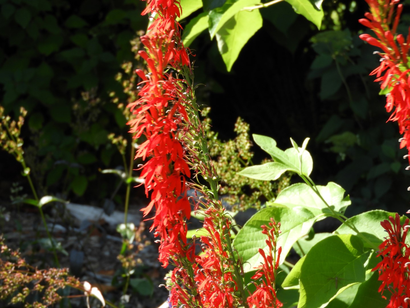 Univ. of British Columbia Botanical Garden and adjacent scenery in Vancouver in British Columbia, Canada 14 of 59 (#1110)