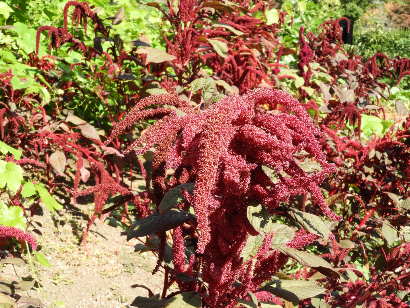 Univ. of British Columbia Botanical Garden and adjacent scenery in Vancouver in British Columbia, Canada 17 of 59 (#1113)