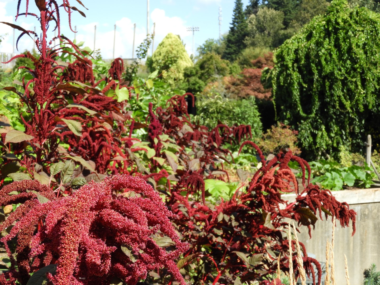 Univ. of British Columbia Botanical Garden and adjacent scenery in Vancouver in British Columbia, Canada 18 of 59 (#1114)