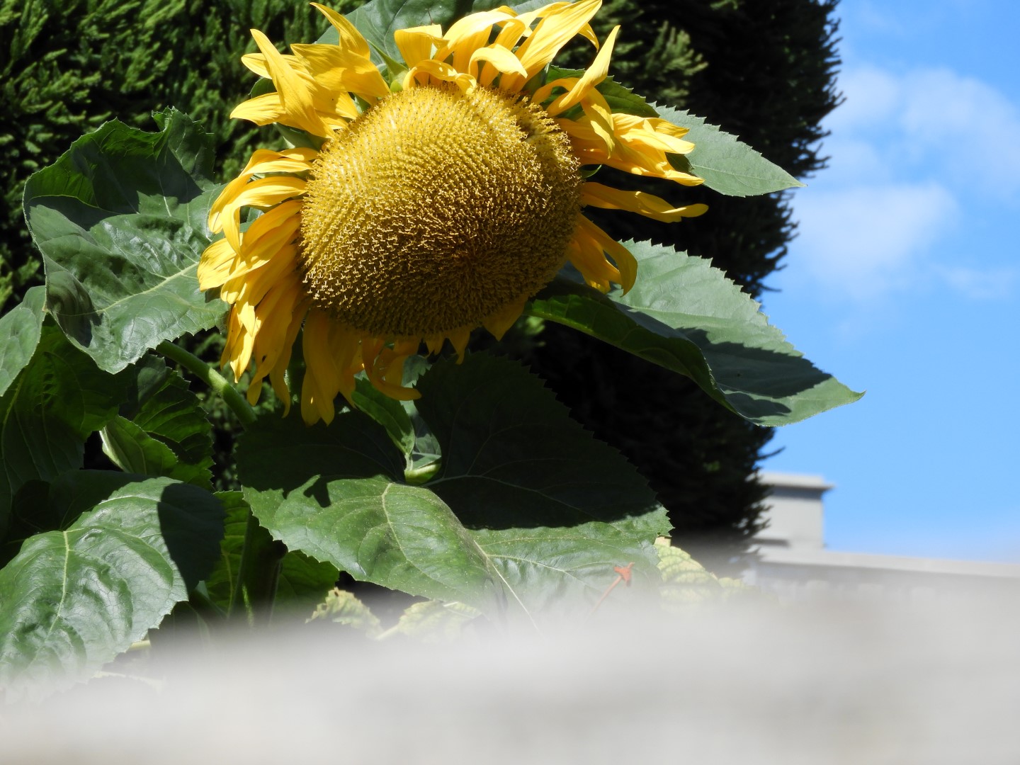 Univ. of British Columbia Botanical Garden and adjacent scenery in Vancouver in British Columbia, Canada 19 of 59 (#1115)