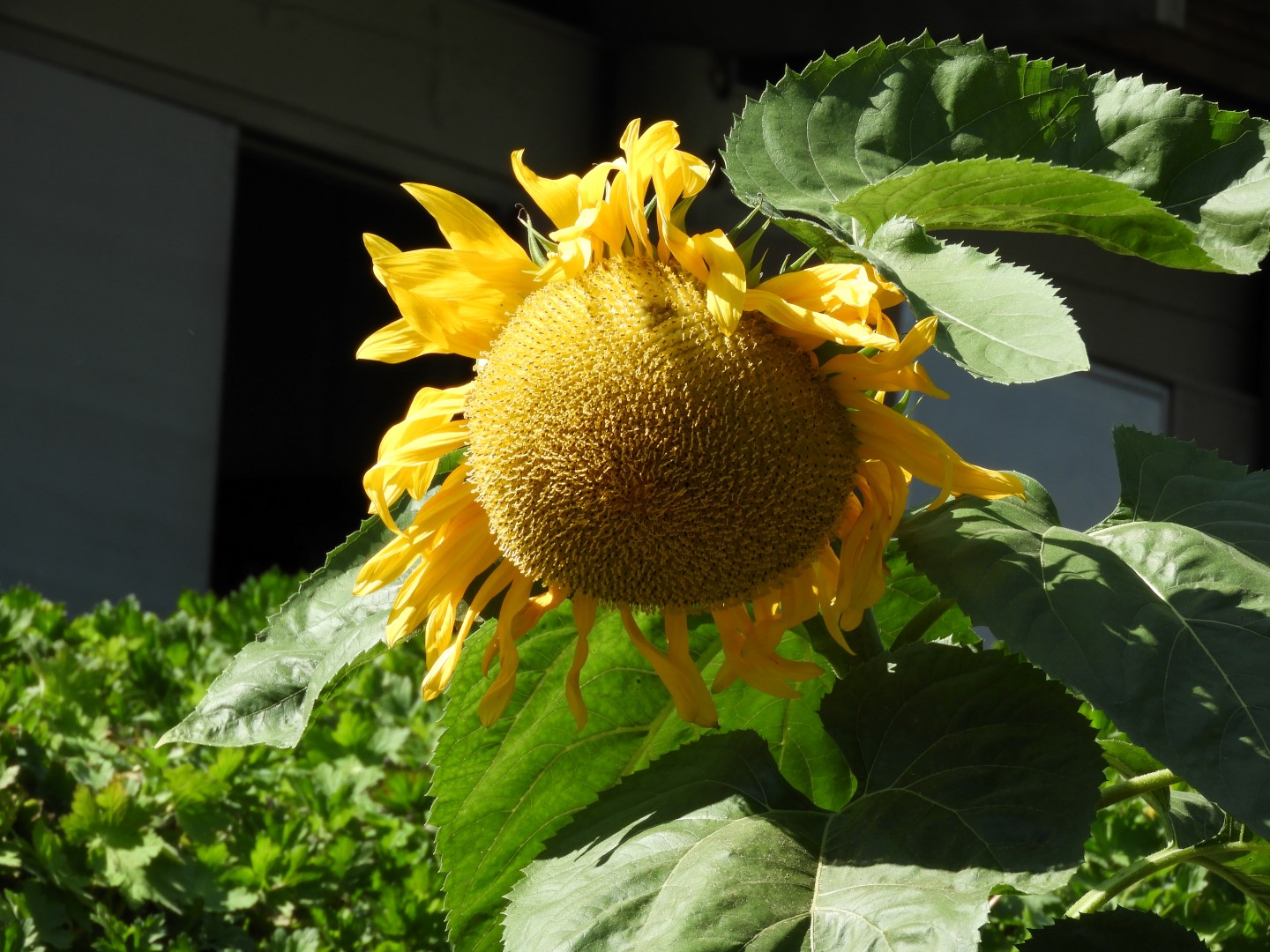 Univ. of British Columbia Botanical Garden and adjacent scenery in Vancouver in British Columbia, Canada 20 of 59 (#1116)