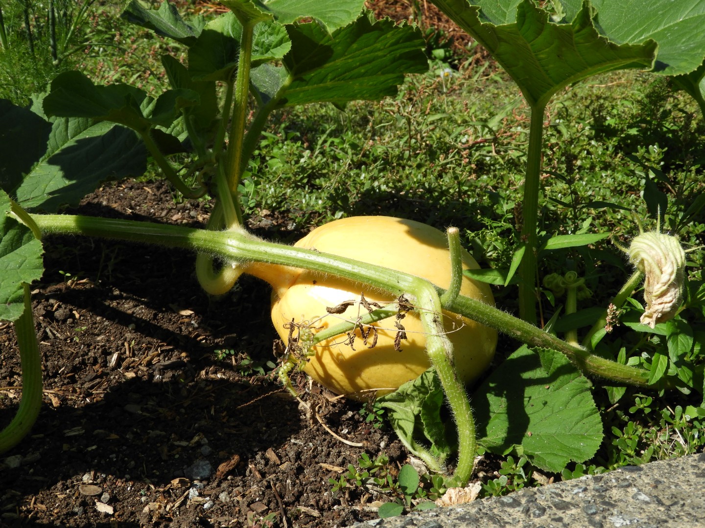 Univ. of British Columbia Botanical Garden and adjacent scenery in Vancouver in British Columbia, Canada 21 of 59 (#1117)