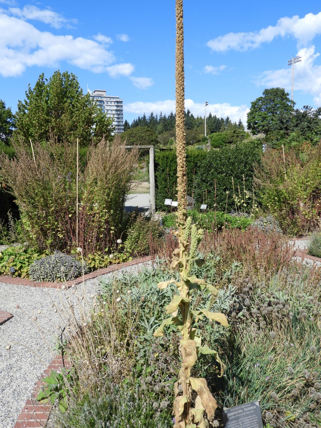 Univ. of British Columbia Botanical Garden and adjacent scenery in Vancouver in British Columbia, Canada 24 of 59 (#1120)