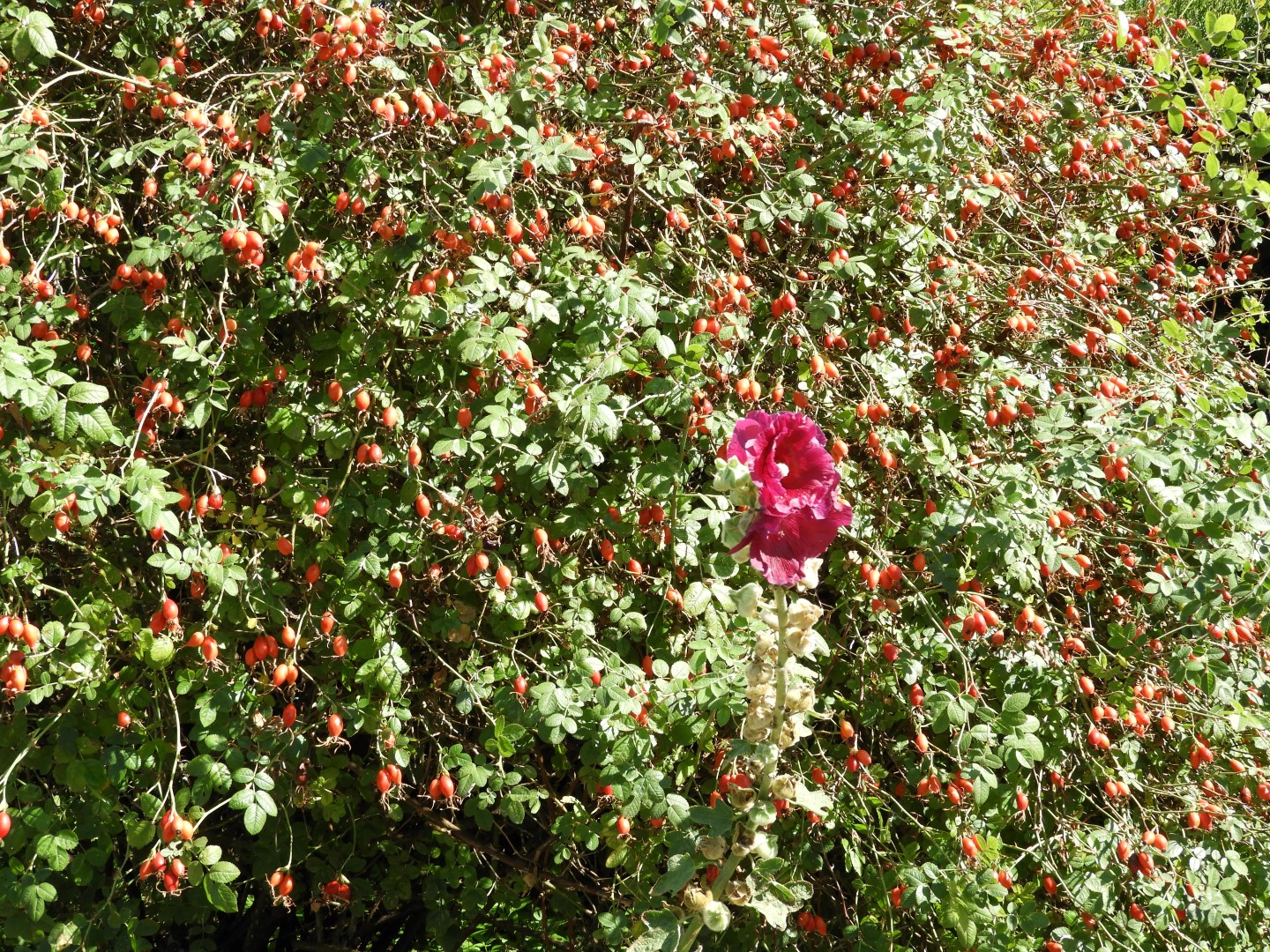 Univ. of British Columbia Botanical Garden and adjacent scenery in Vancouver in British Columbia, Canada 26 of 59 (#1122)