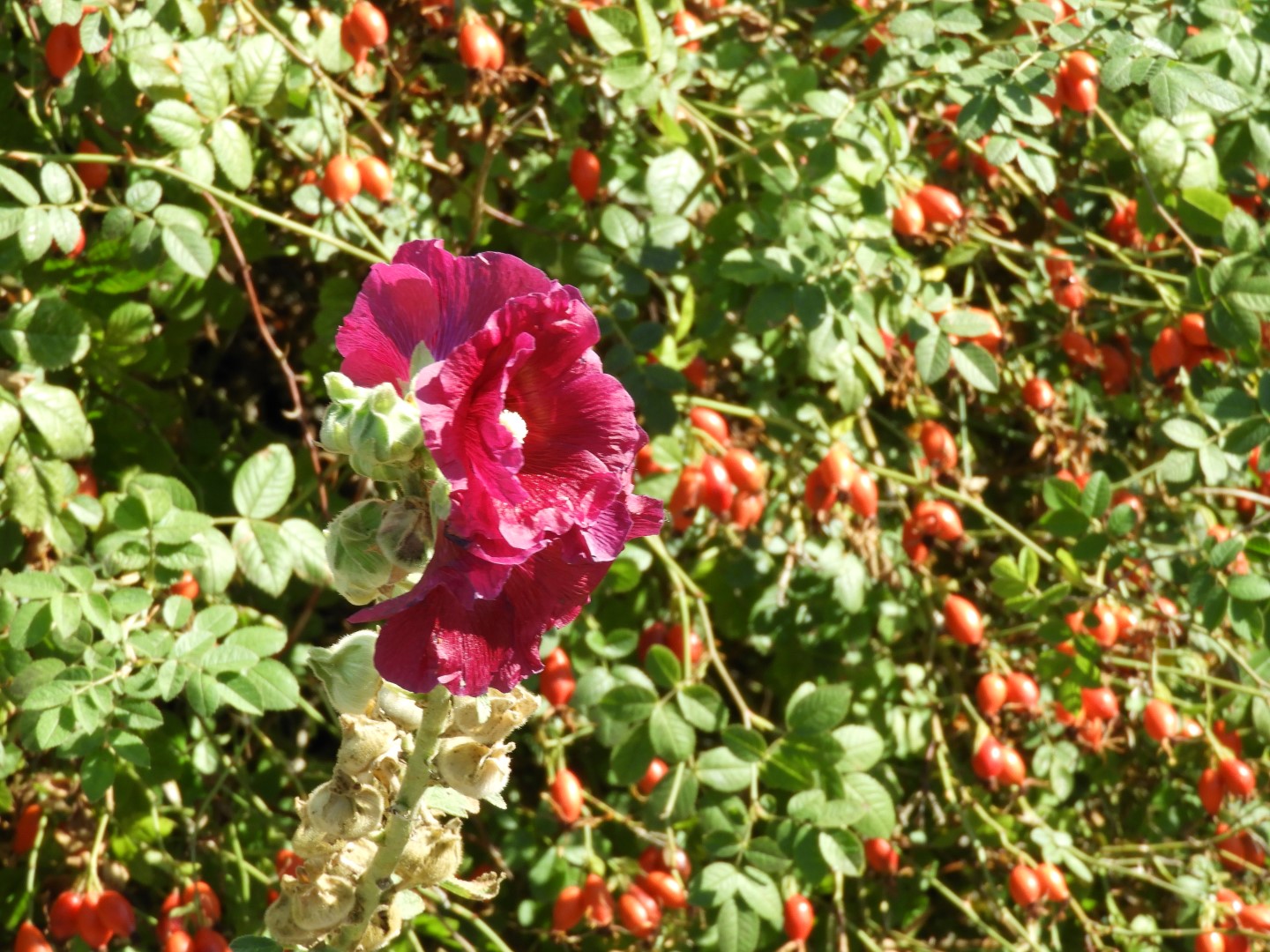 Univ. of British Columbia Botanical Garden and adjacent scenery in Vancouver in British Columbia, Canada 27 of 59 (#1123)