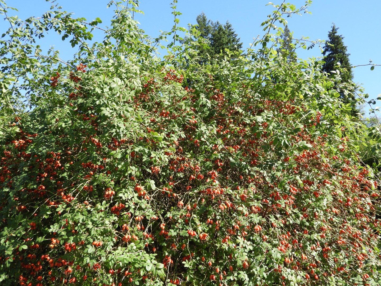 Univ. of British Columbia Botanical Garden and adjacent scenery in Vancouver in British Columbia, Canada 28 of 59 (#1124)