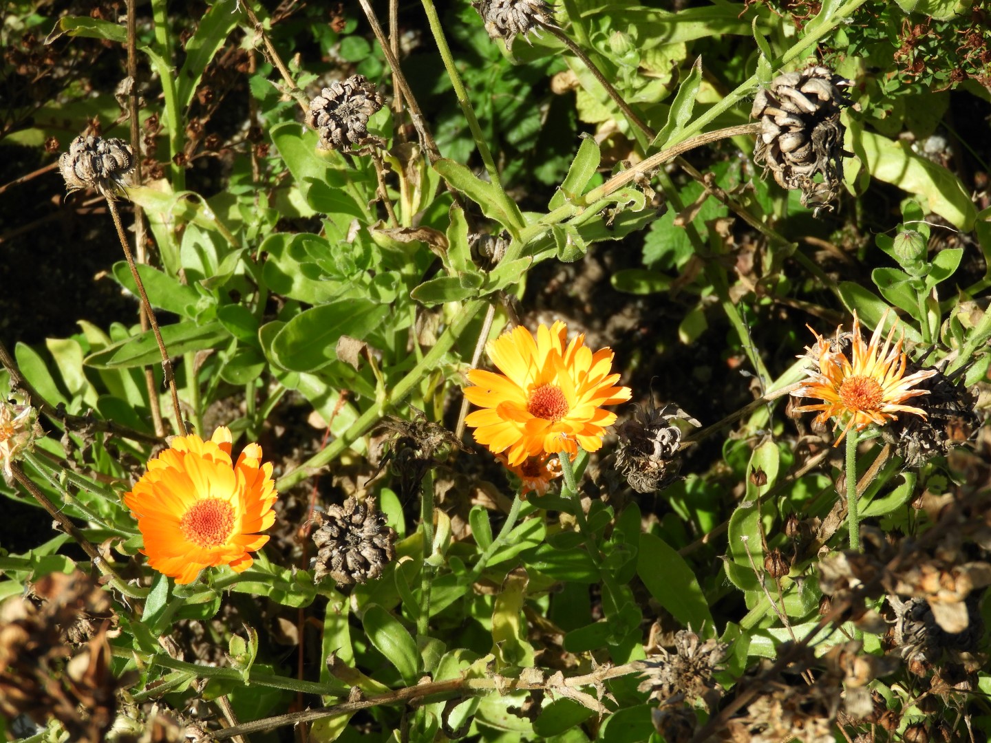 Univ. of British Columbia Botanical Garden and adjacent scenery in Vancouver in British Columbia, Canada 29 of 59 (#1125)