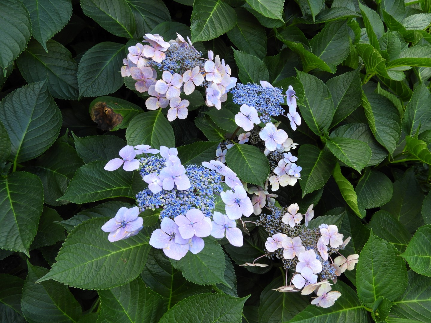 Univ. of British Columbia Botanical Garden and adjacent scenery in Vancouver in British Columbia, Canada 30 of 59 (#1127)