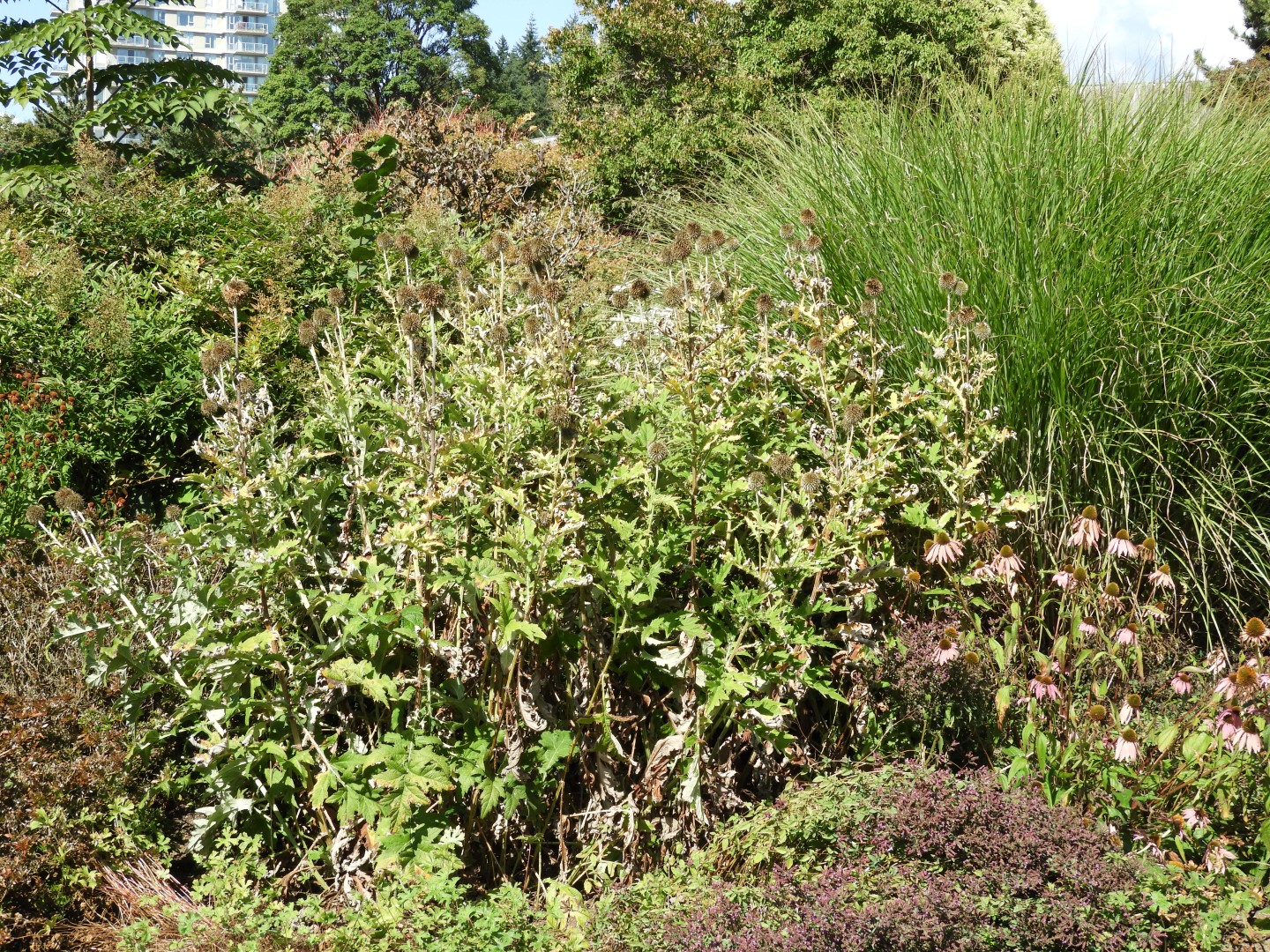 Univ. of British Columbia Botanical Garden and adjacent scenery in Vancouver in British Columbia, Canada 34 of 59 (#1131)