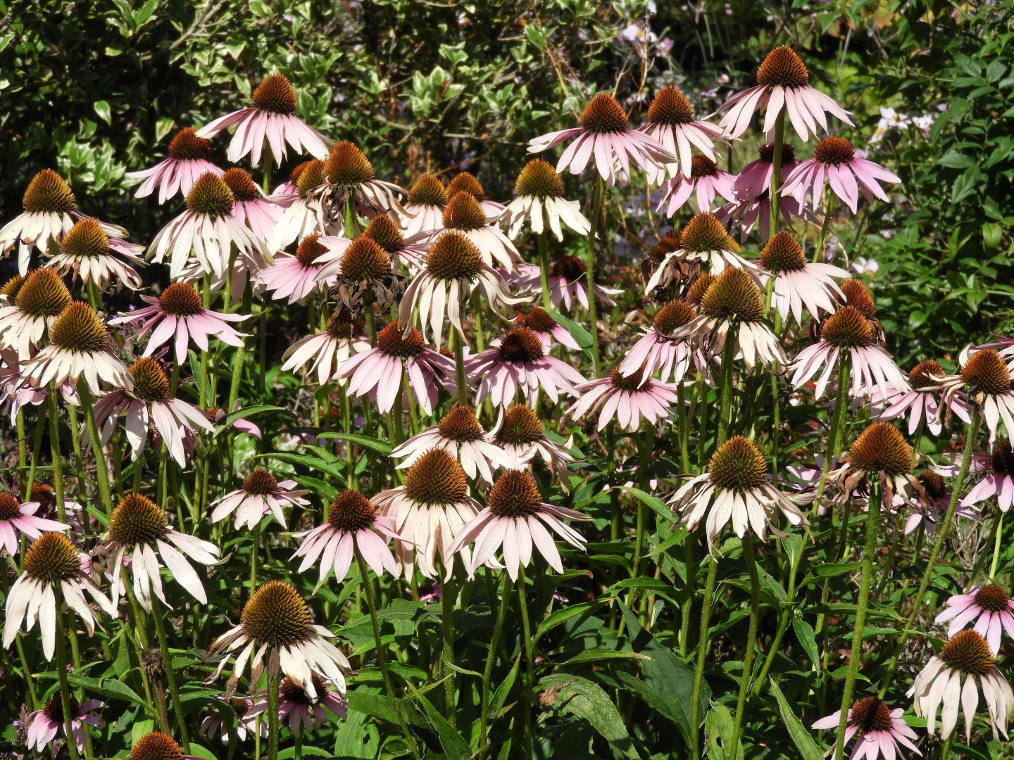 Univ. of British Columbia Botanical Garden and adjacent scenery in Vancouver in British Columbia, Canada 35 of 59 (#1132)