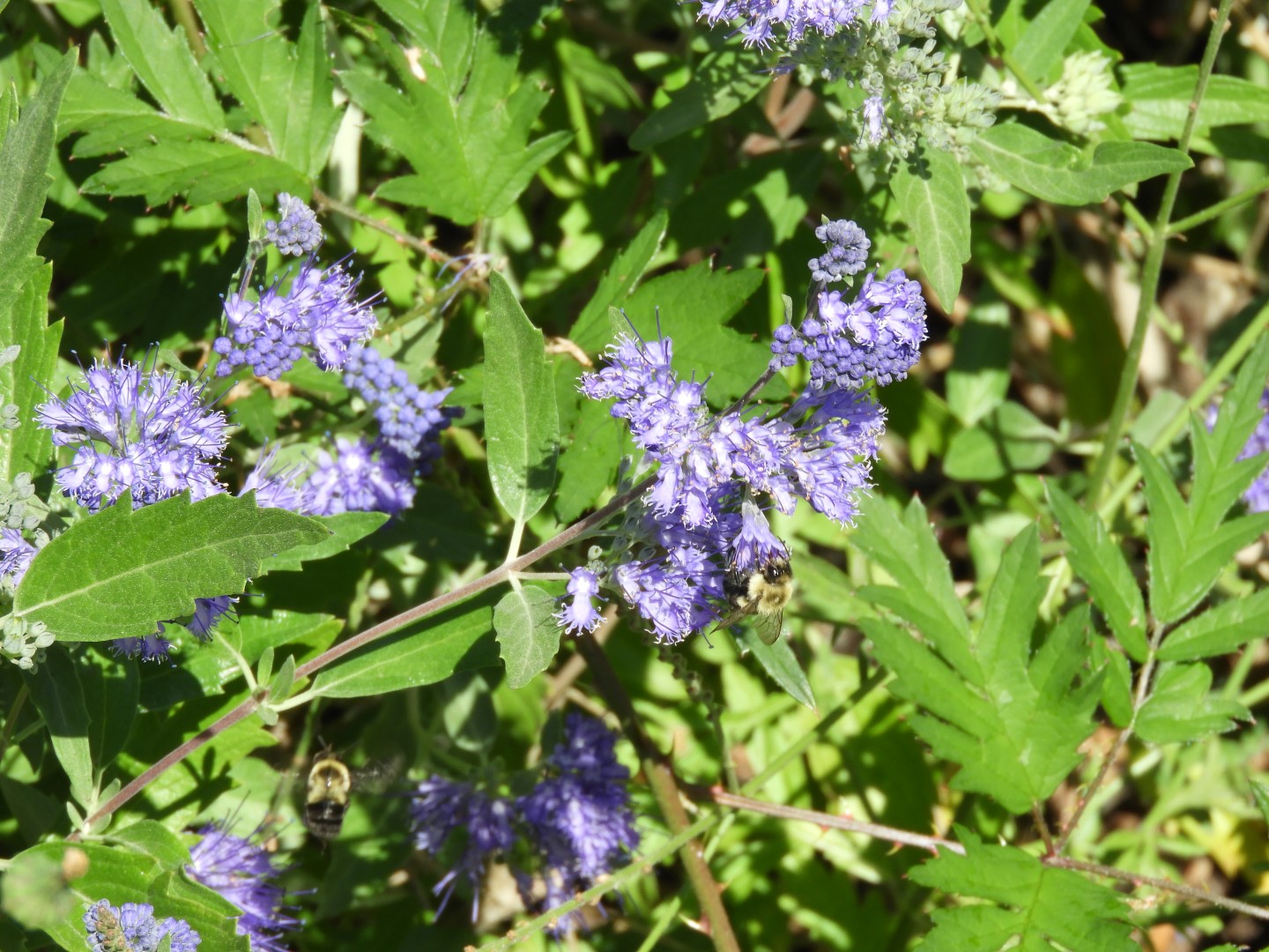 Univ. of British Columbia Botanical Garden and adjacent scenery in Vancouver in British Columbia, Canada 36 of 59 (#1133)