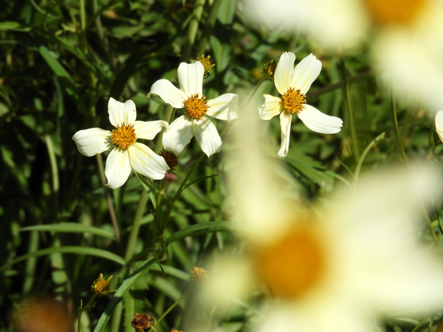 Univ. of British Columbia Botanical Garden and adjacent scenery in Vancouver in British Columbia, Canada 39 of 59 (#1136)