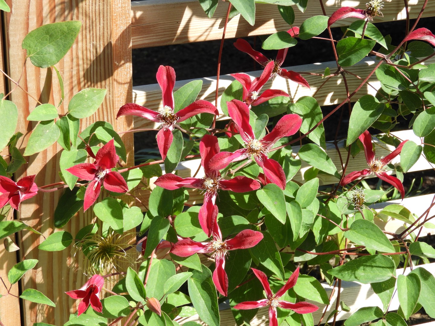 Univ. of British Columbia Botanical Garden and adjacent scenery in Vancouver in British Columbia, Canada 41 of 59 (#1139)