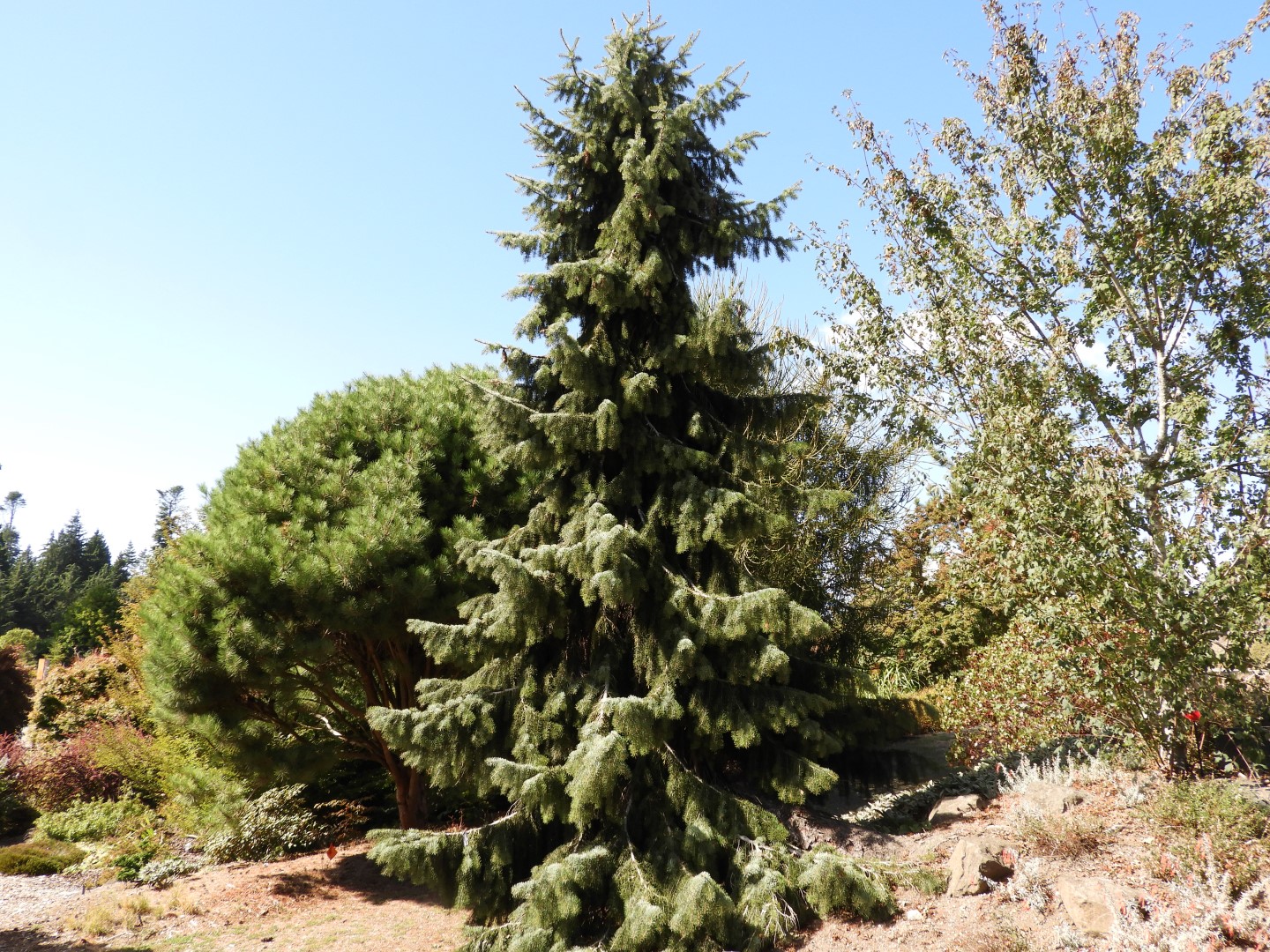 Univ. of British Columbia Botanical Garden and adjacent scenery in Vancouver in British Columbia, Canada 42 of 59 (#1140)