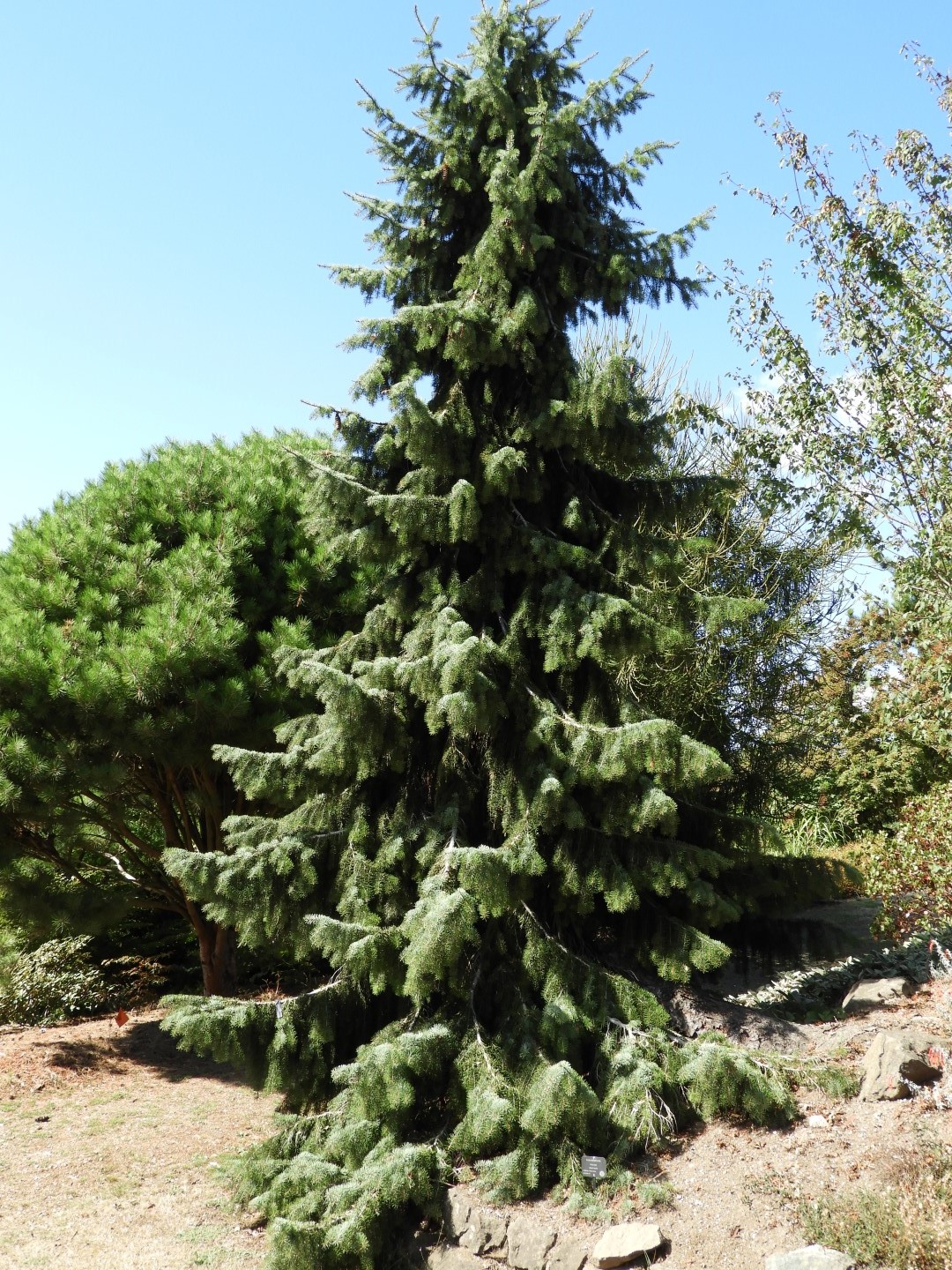 Univ. of British Columbia Botanical Garden and adjacent scenery in Vancouver in British Columbia, Canada 43 of 59 (#1141)