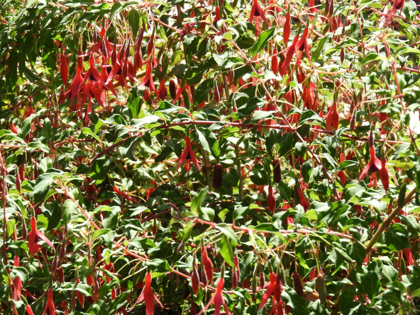 Univ. of British Columbia Botanical Garden and adjacent scenery in Vancouver in British Columbia, Canada 44 of 59 (#1142)