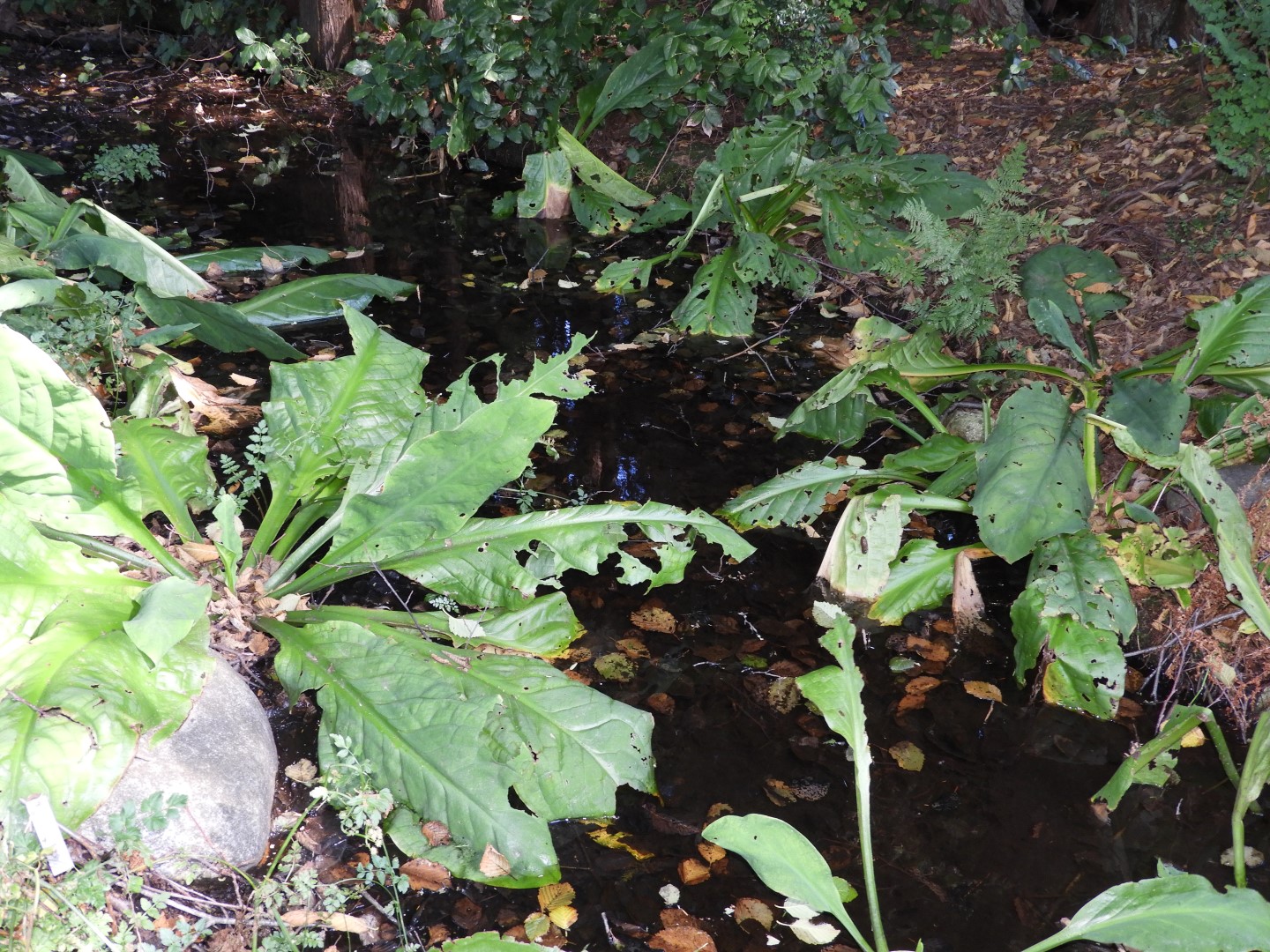 Univ. of British Columbia Botanical Garden and adjacent scenery in Vancouver in British Columbia, Canada 45 of 59 (#1143)