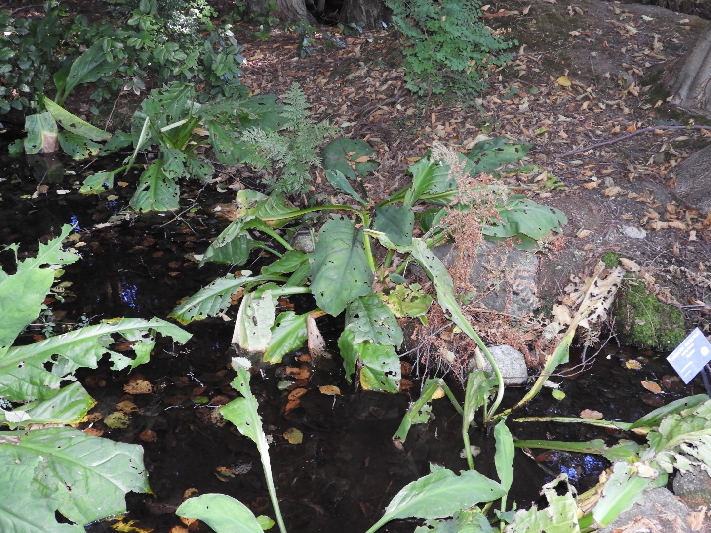 Univ. of British Columbia Botanical Garden and adjacent scenery in Vancouver in British Columbia, Canada 46 of 59 (#1144)