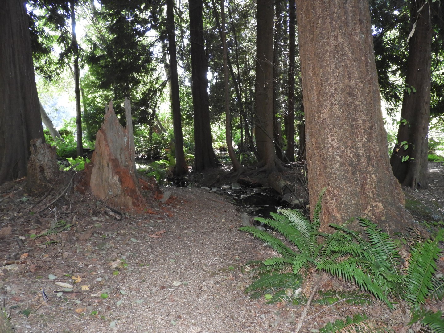 Univ. of British Columbia Botanical Garden and adjacent scenery in Vancouver in British Columbia, Canada 47 of 59 (#1145)