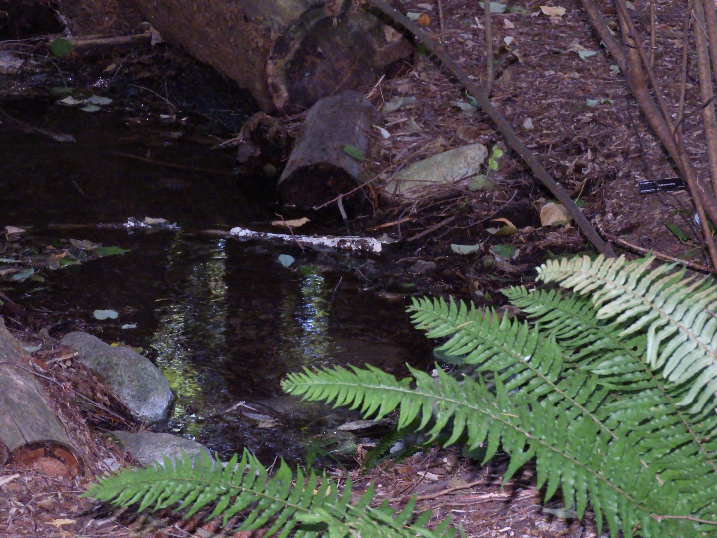 Univ. of British Columbia Botanical Garden and adjacent scenery in Vancouver in British Columbia, Canada 48 of 59 (#1146)