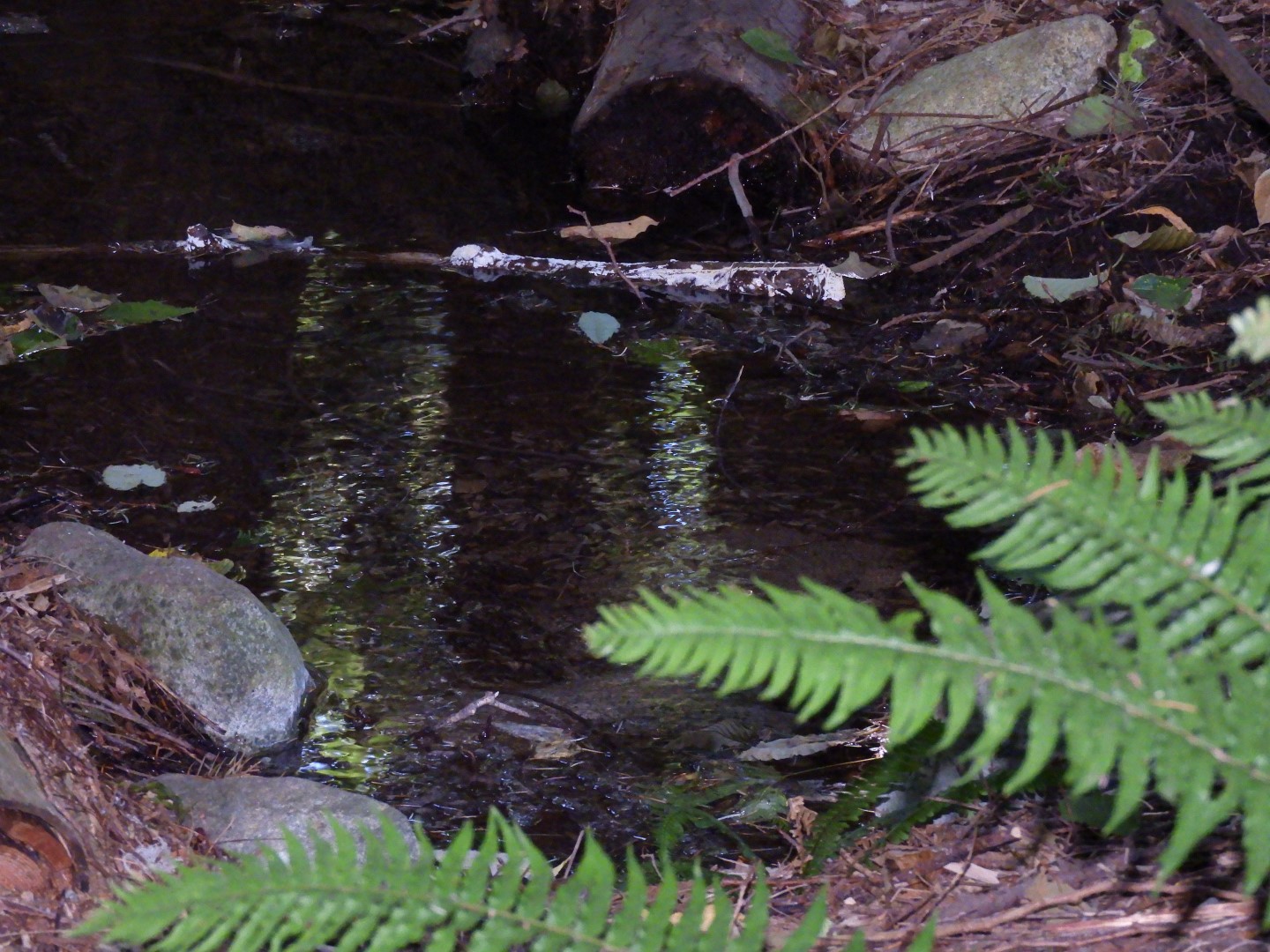 Univ. of British Columbia Botanical Garden and adjacent scenery in Vancouver in British Columbia, Canada 49 of 59 (#1147)
