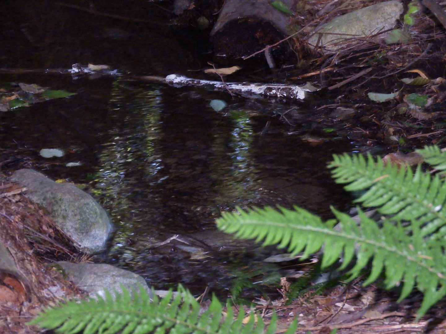 Univ. of British Columbia Botanical Garden and adjacent scenery in Vancouver in British Columbia, Canada 50 of 59 (#1148)