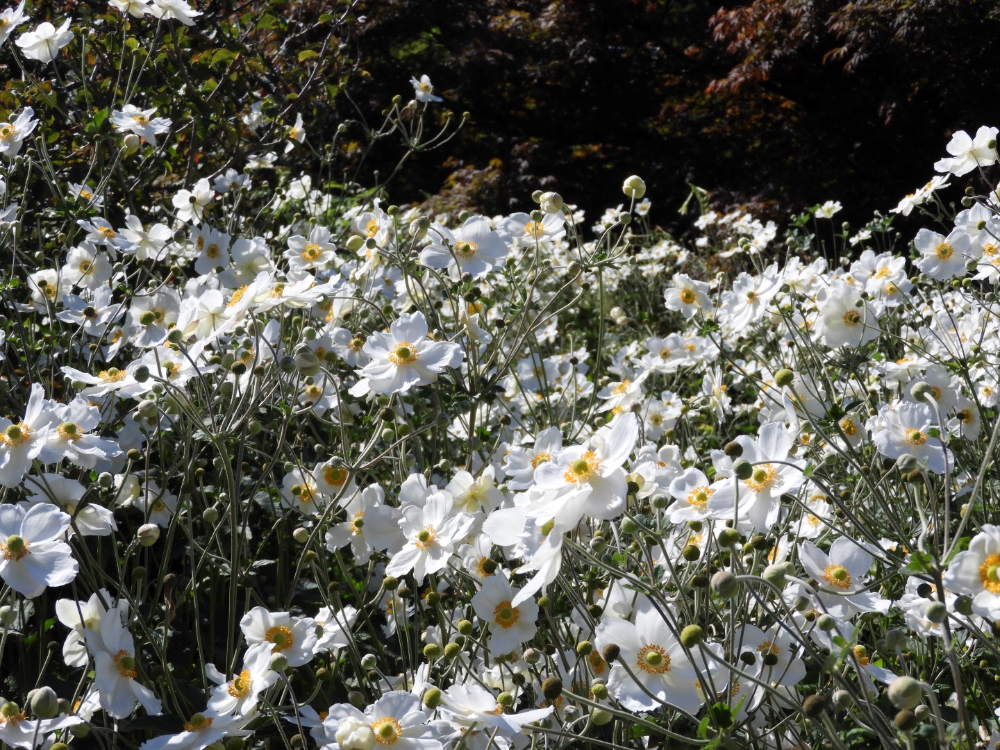 Univ. of British Columbia Botanical Garden and adjacent scenery in Vancouver in British Columbia, Canada 51 of 59 (#1149)