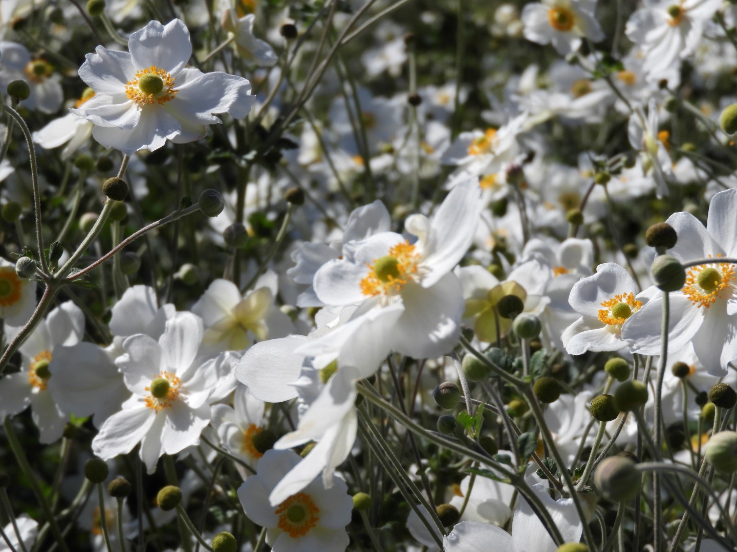 Univ. of British Columbia Botanical Garden and adjacent scenery in Vancouver in British Columbia, Canada 52 of 59 (#1150)