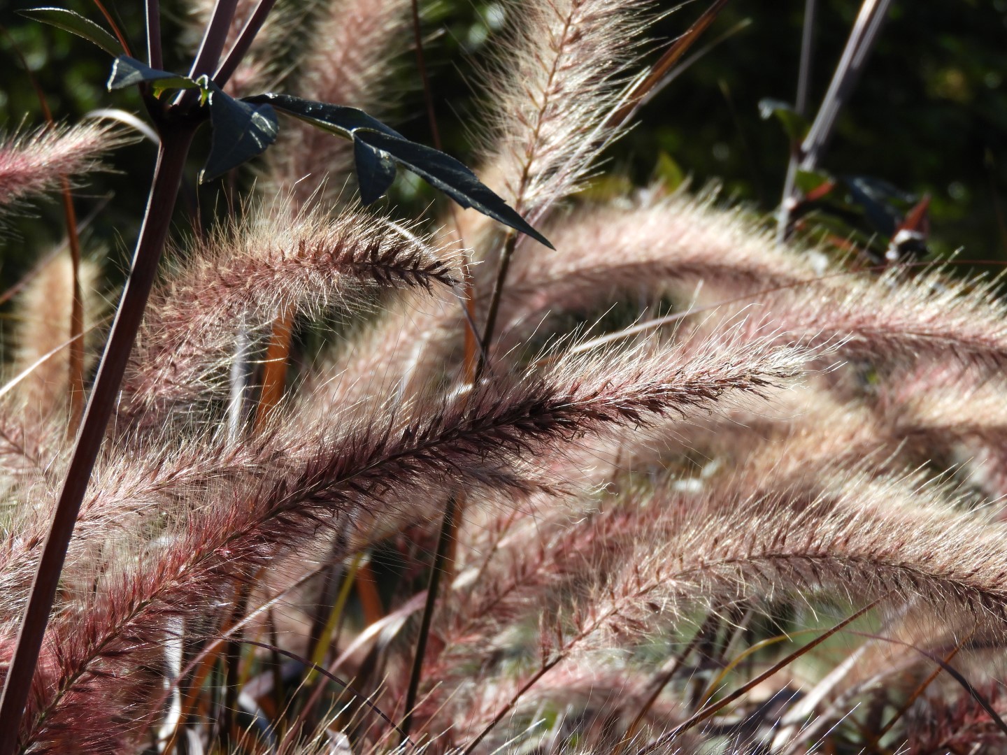Univ. of British Columbia Botanical Garden and adjacent scenery in Vancouver in British Columbia, Canada 55 of 59 (#1153)