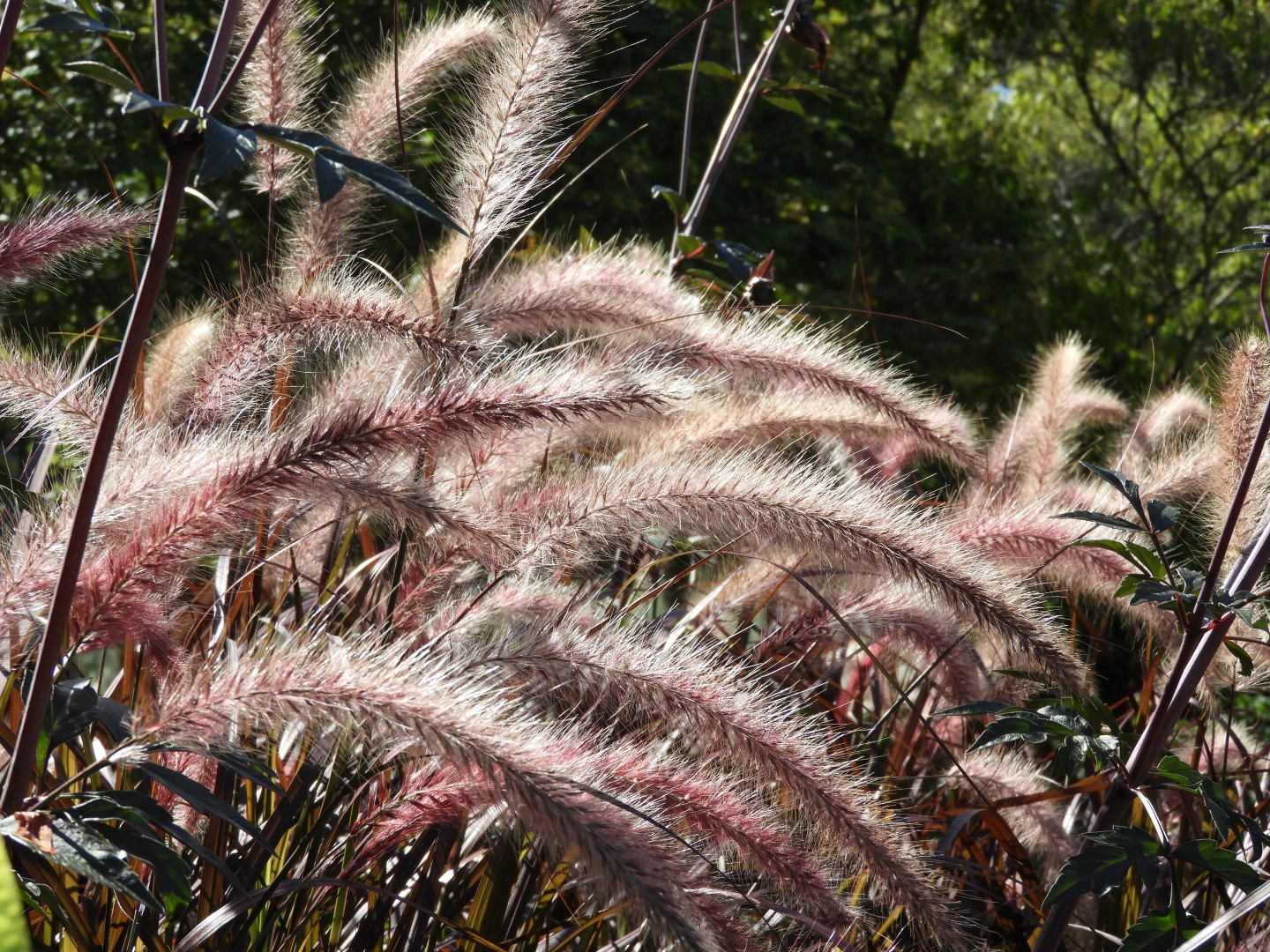 Univ. of British Columbia Botanical Garden and adjacent scenery in Vancouver in British Columbia, Canada 57 of 59 (#1155)