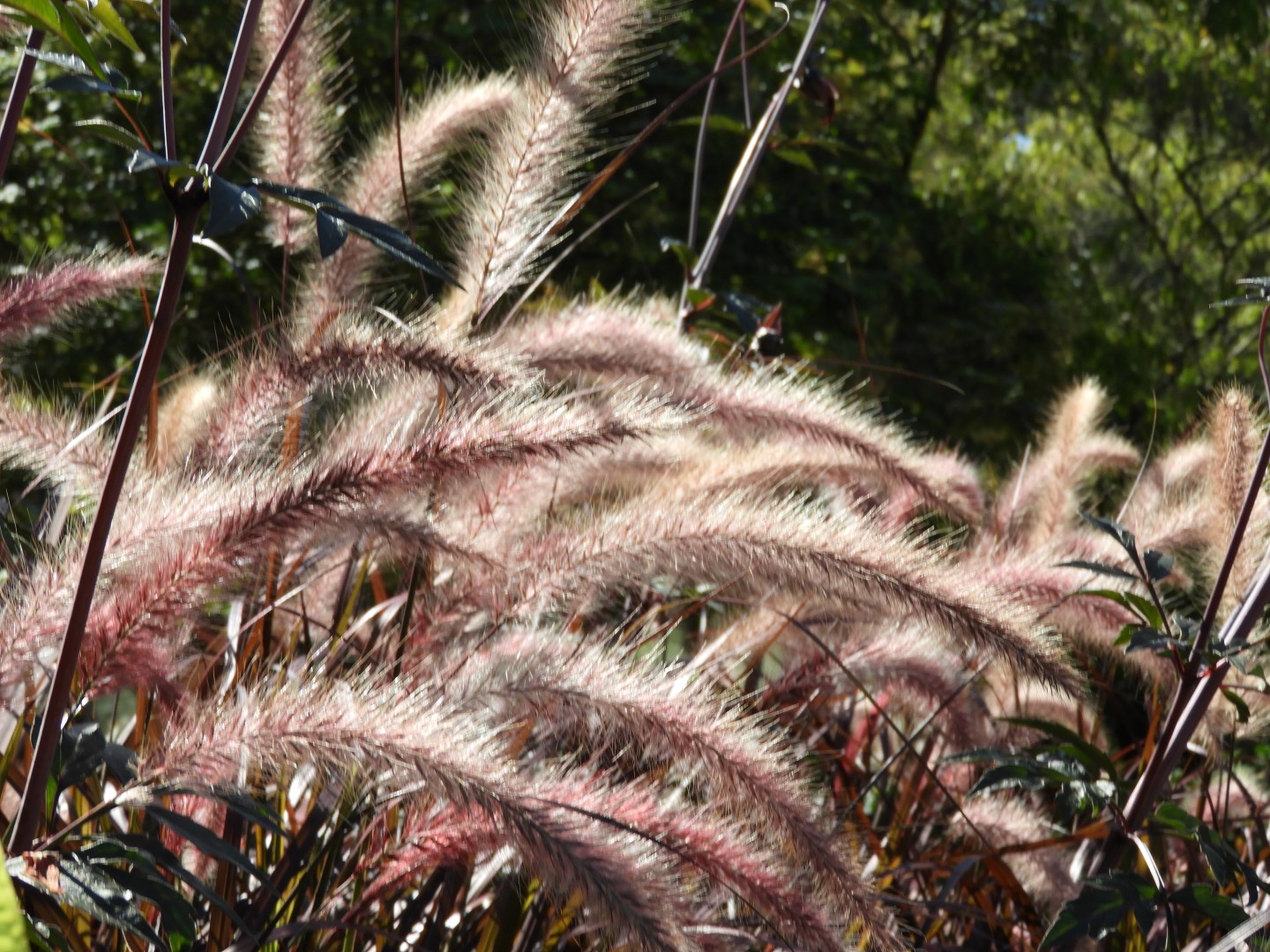 Univ. of British Columbia Botanical Garden and adjacent scenery in Vancouver in British Columbia, Canada 58 of 59 (#1156)