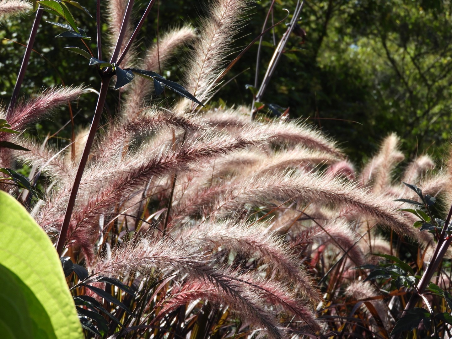 Univ. of British Columbia Botanical Garden and adjacent scenery in Vancouver in British Columbia, Canada 59 of 59 (#1157)