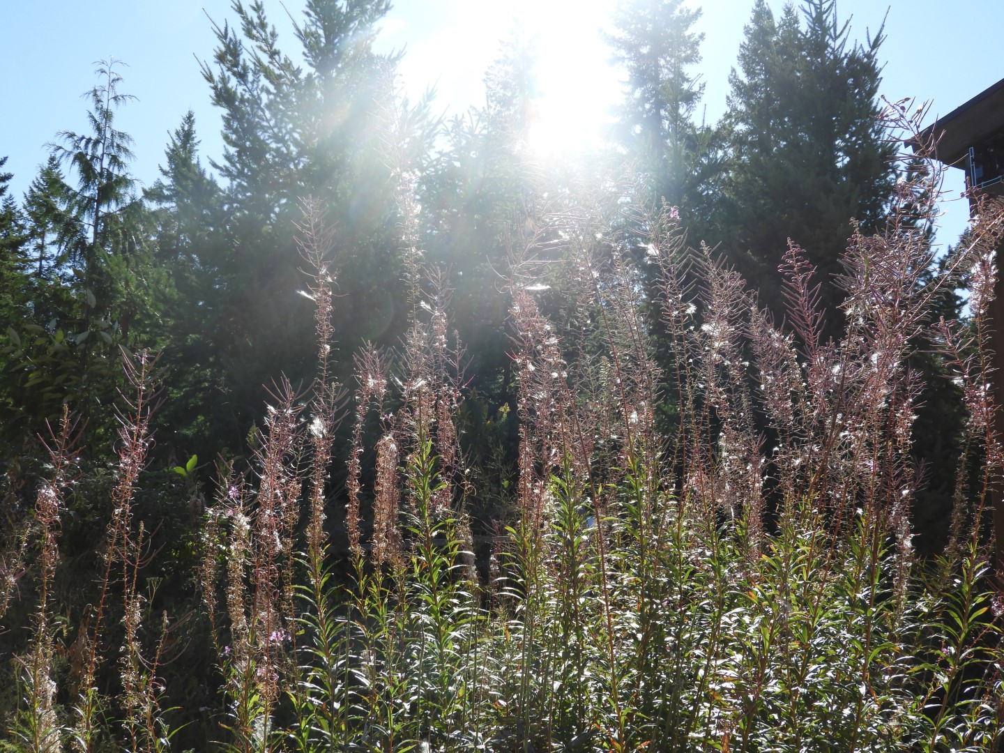 Squamish Culture Center in Whistler in British Columbia, Canada 50 of 53 (#1271)